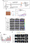 Figure 6. MTX-13 prevents metastasis in vivo in an orthotopic colon cancer xenograft model. A, Scheme of orthotopic HCT116-luc xenograft model establishment, treatment regimen, and bioluminescence imaging schedule. B, PTK7 expression (IHC and flow cytometry) and tumor growth inhibition by bioluminescence measurement (photon/second). Data are presented as the mean ± SD (n = 5). C, In vivo whole-body bioluminescence imaging of anesthetized mice before the treatment (day 0), during treatment (day 21) and after treatment (day 39). D, Organ metastasis rate as calculated by the percentage of metastasis of mouse in the whole group (n = 5). Mice are sacrificed on day 39 to obtain specific organs for ex vivo bioluminescence. E, Representative imaging of metastatic sites. Ex vivo bioluminescence imaging of primary colorectal tumor (with cecum) and metastasis organs from representative mouse of each group. Mice were intravenously administrated with two doses of vehicle (indicated by red arrows), isotype control ADCs and PTK7-targeted ADCs (10 mg/kg for MTX-13 and 5 mg/kg for h6M24-vc0101 unless otherwise labeled). Each value represents the mean and SEM (N = 4 or 5). Unpaired two-sided t test. *, P < 0.05; **, P < 0.01; ***, P < 0.001.