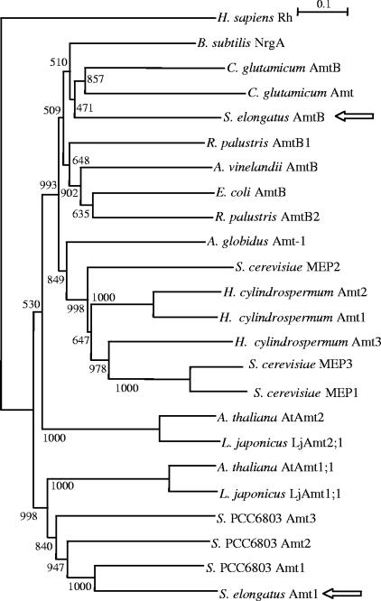 FIG. 1.