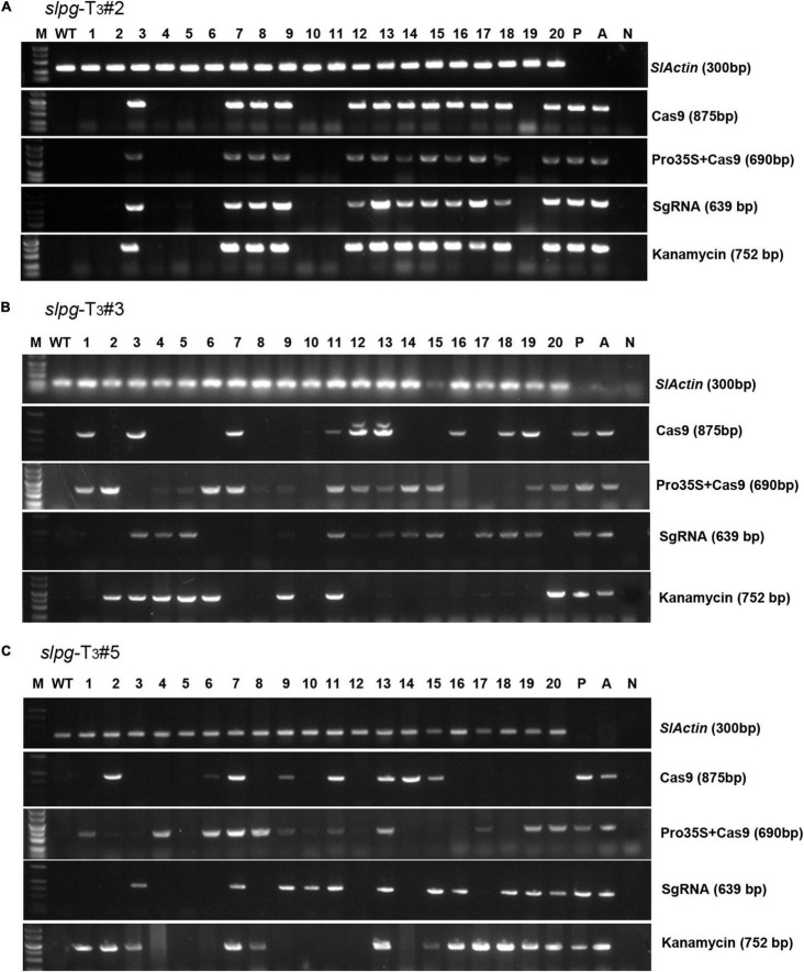 FIGURE 4