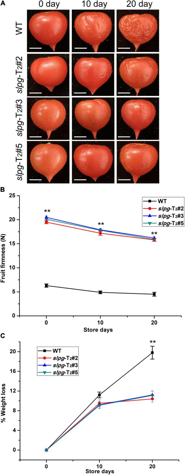 FIGURE 3