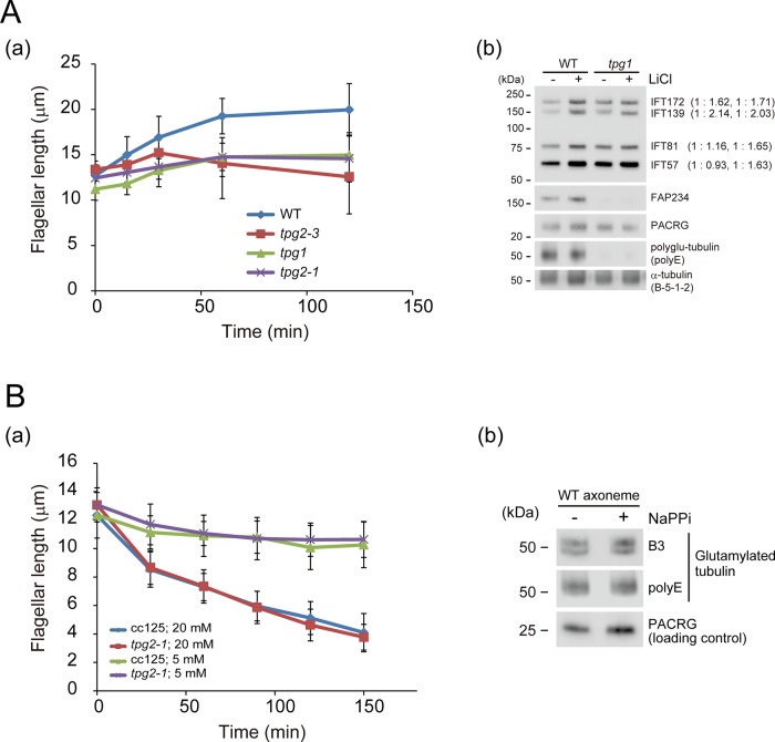 FIGURE 6: