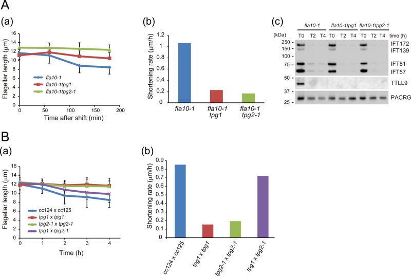 FIGURE 4: