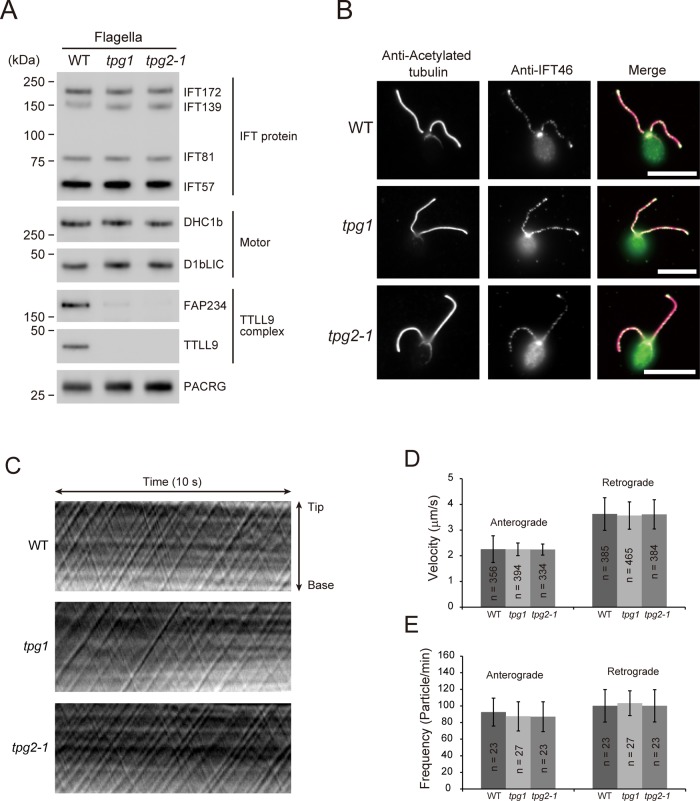 FIGURE 3: