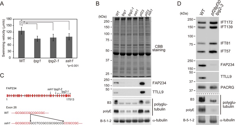 FIGURE 1: