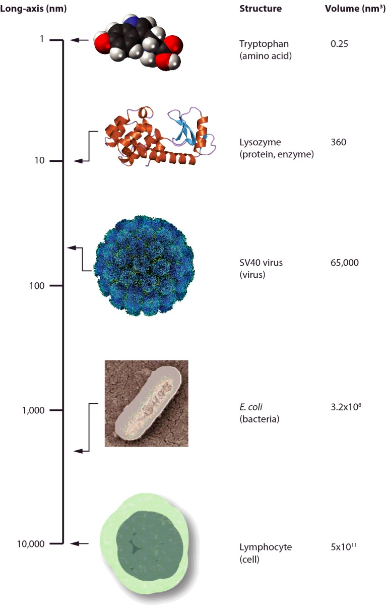 graphic file with name bse0600275fig12.jpg