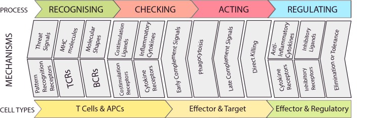 Overview of the Immune Process