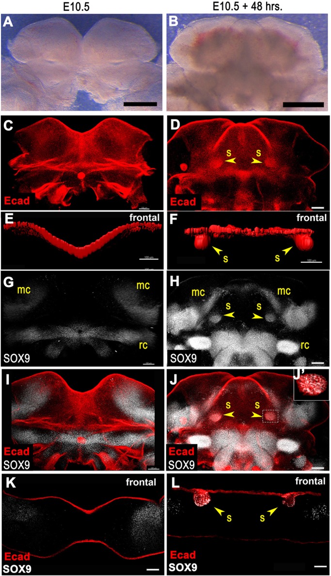 Fig. 4.