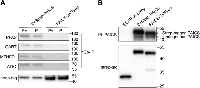 Figure 4