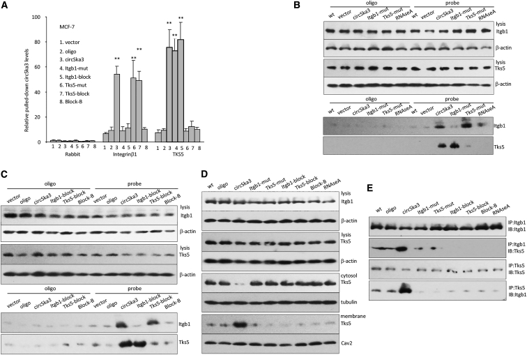 Figure 7