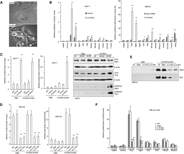 Figure 3