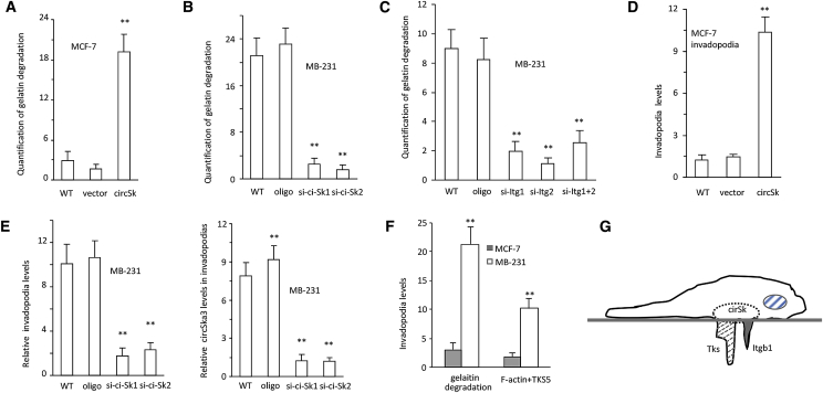 Figure 6