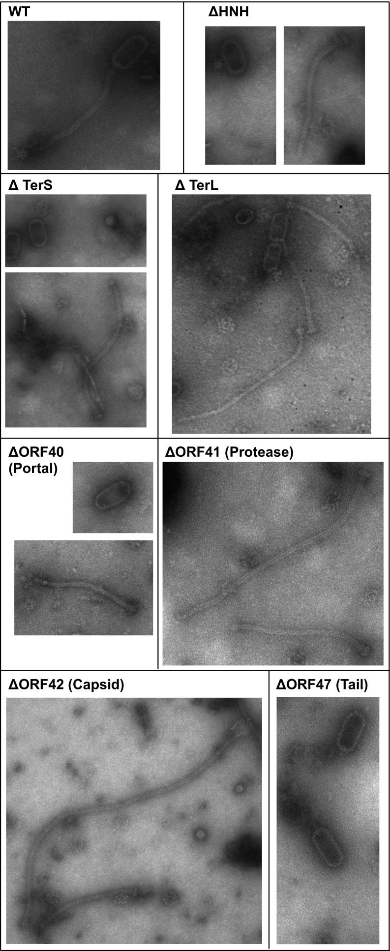 Fig. 5.