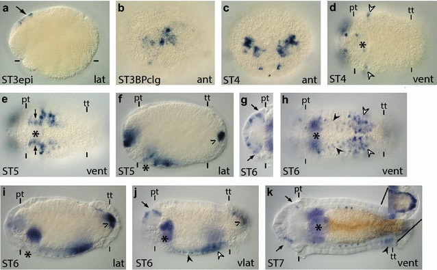 Fig. 7