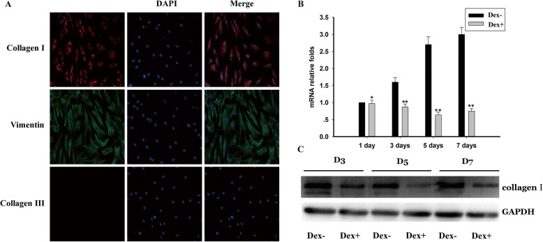 Downregulation Of Type I Collagen Expression In The Achilles Tendon By 