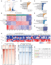 Figure 4. Estrogen deprivation upregulates IFNγ response through NF-κB signaling. A, RNA-seq analysis of MCF-7 cells grown in HD conditions or in the presence of E2 for three days. The volcano plot shows genes differently expressed between HD- and E2-treated conditions (log2FC>1, Padj < 0.01). Number on the top shows the total number of genes differentially expressed for each condition. B, GSEA of upregulated pathways in E2-stimulated cells. C, GSEA of upregulated pathways in the HD condition. D, Three-cluster K-means plot of genes without and with IFNγ stimulation at different time points in cells grown in HD or E2 conditions with and without E2 for three days. E–G, Hallmark pathway analysis of “E2-induced” genes (E), “IFNγ early” (F), and “IFNγ late” (FDR < 0.05; G). H, Supervised heat map of the expression of IFNγ and antigen presentation-related genes in E2-treated and HD condition without and with IFNγ treatment. I–J, ATAC-seq that was performed in MCF7 cells grown in the presence or absence of E2 for 48 hours and followed by ± IFNγ 10 ng/mL stimulation for 24 hours. I, Tornado plots of chromatin accessibility sites based on ATAC-seq showing accessible sites significantly different between E2 and HD conditions showing IFNγ-treated or no IFNγ-treated conditions. J, Tornado plots showing the chromatin sites accessibly induced by IFNγ stimulation in E2 versus HD conditions. K, Motifs enriched in the chromatin accessible sites in J.