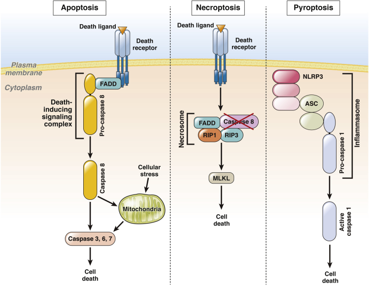 Figure 1