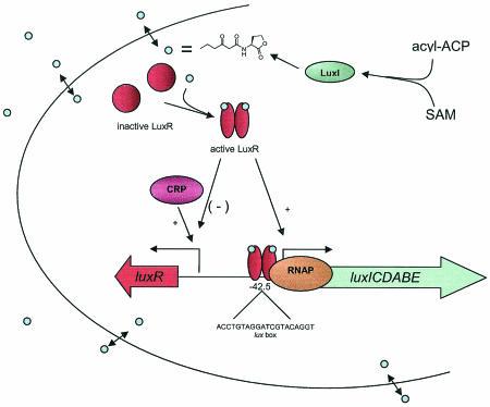 FIG. 1.