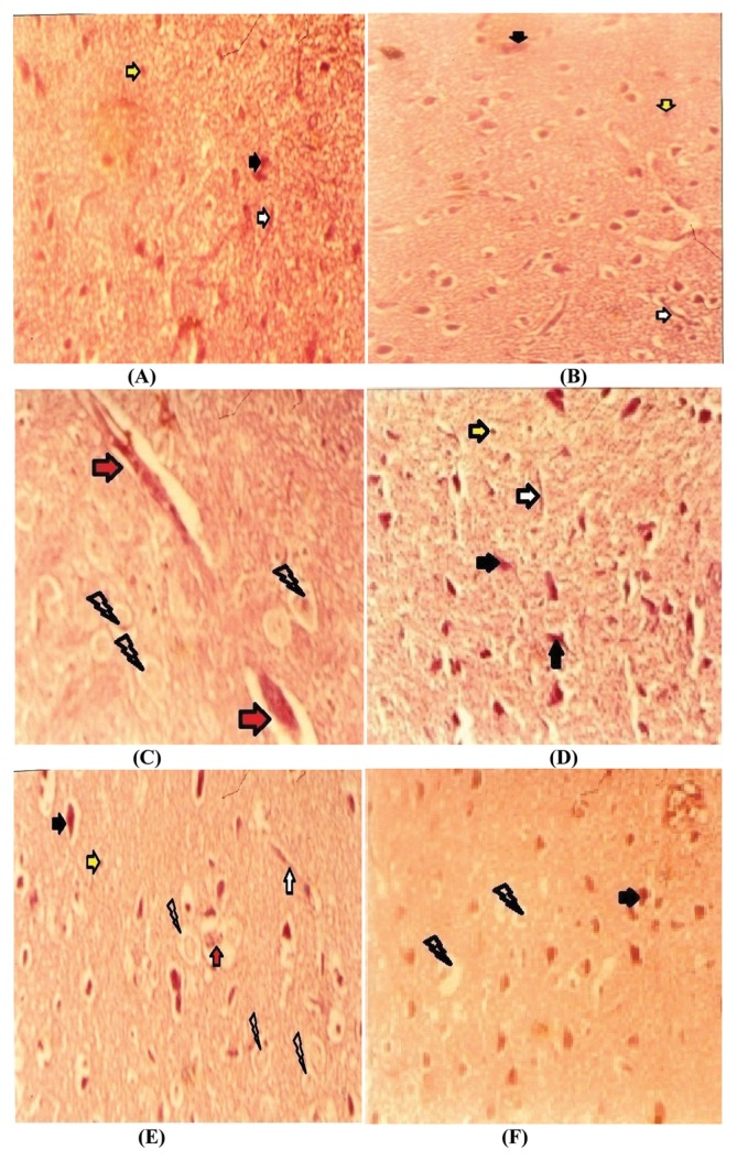 Fig. 5