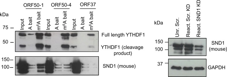 Figure 3—figure supplement 2.