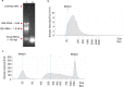 Figure 4—figure supplement 1.