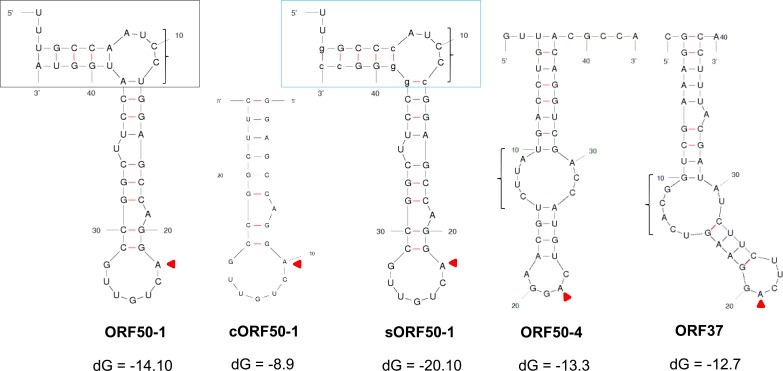 Figure 3—figure supplement 3.