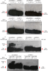 Figure 3—figure supplement 7.