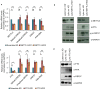 Figure 7—figure supplement 4.