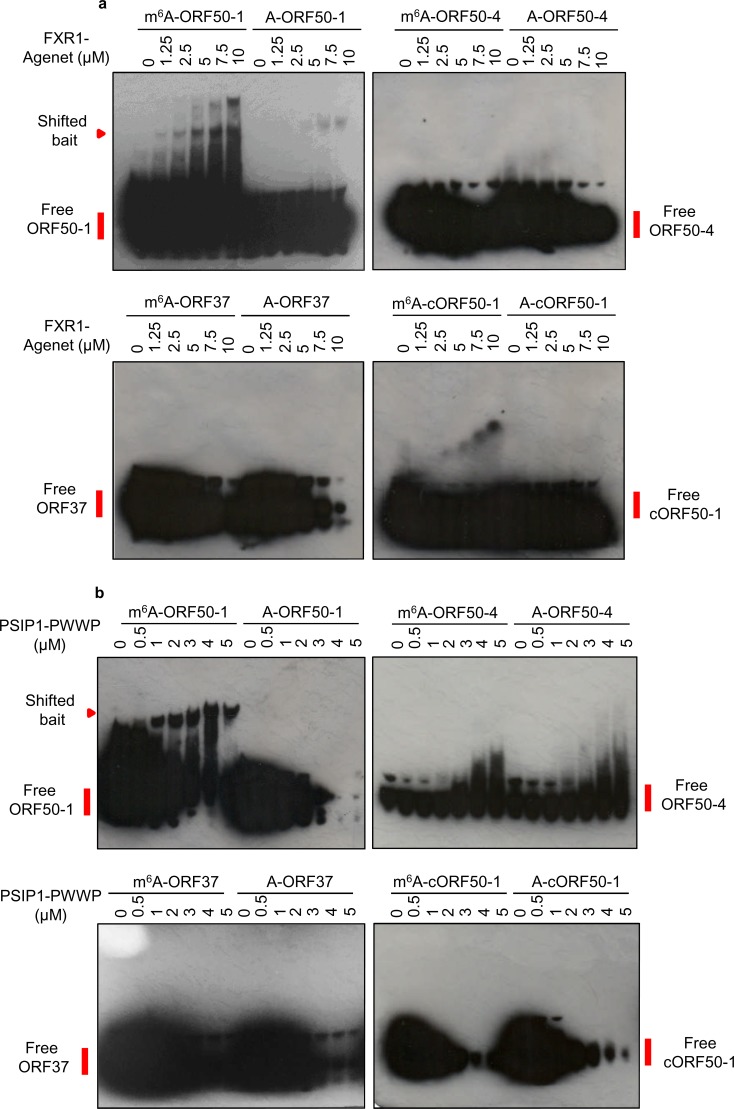 Figure 3—figure supplement 6.