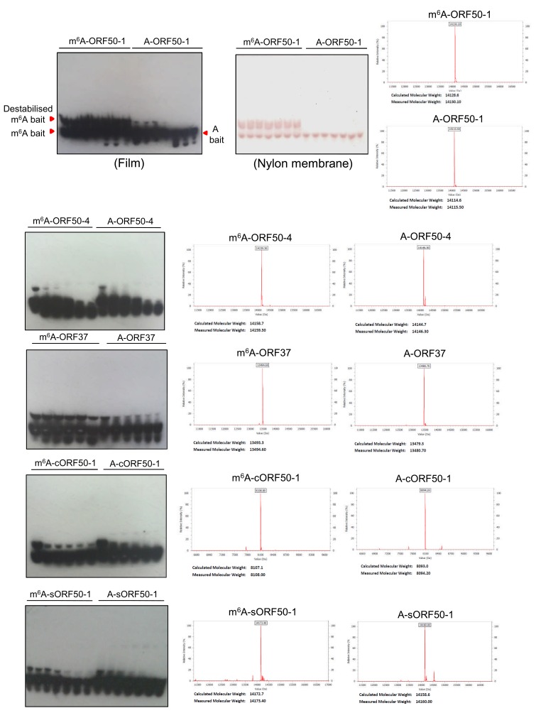 Figure 3—figure supplement 4.