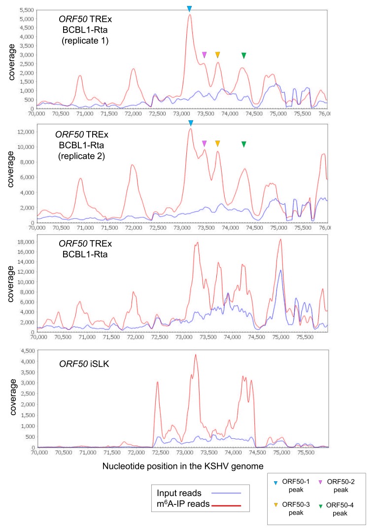 Figure 2—figure supplement 1.