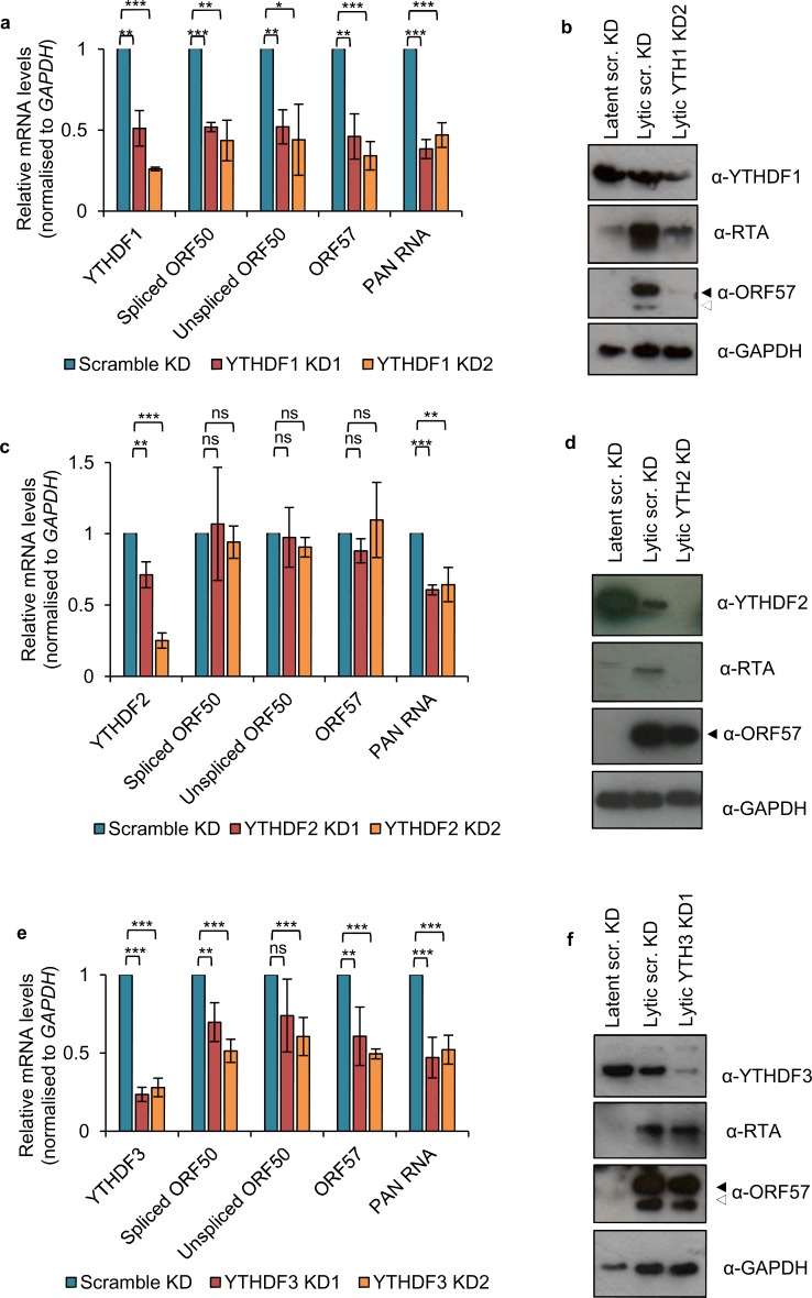 Figure 7—figure supplement 5.