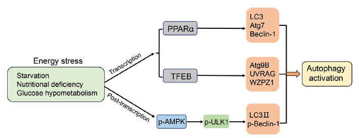 Fig. (2)