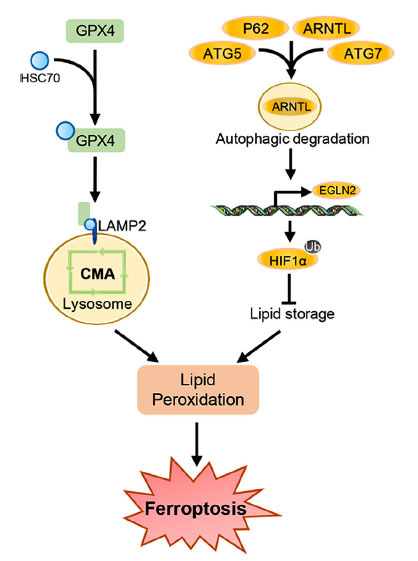 Fig. (3)