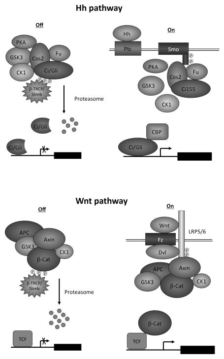 Fig. 2