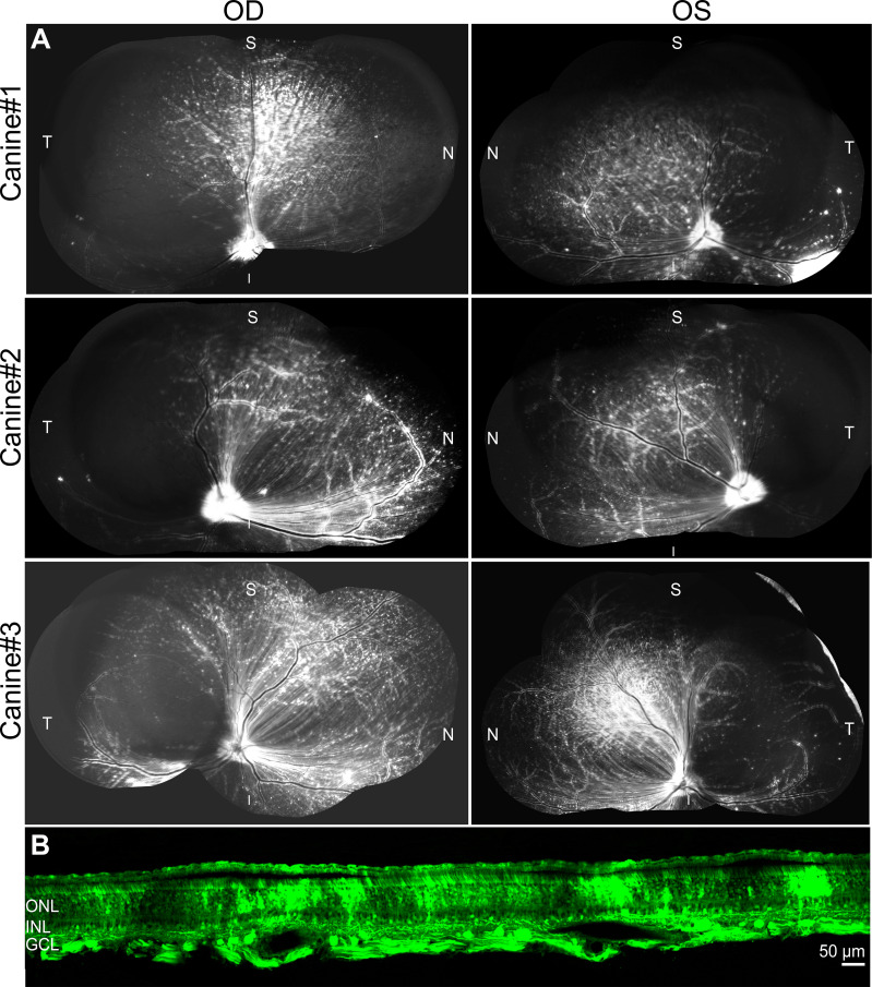 Figure 1—figure supplement 3.