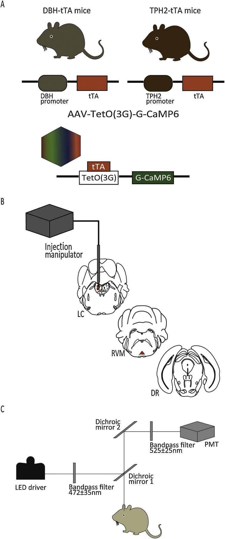 Fig. 1