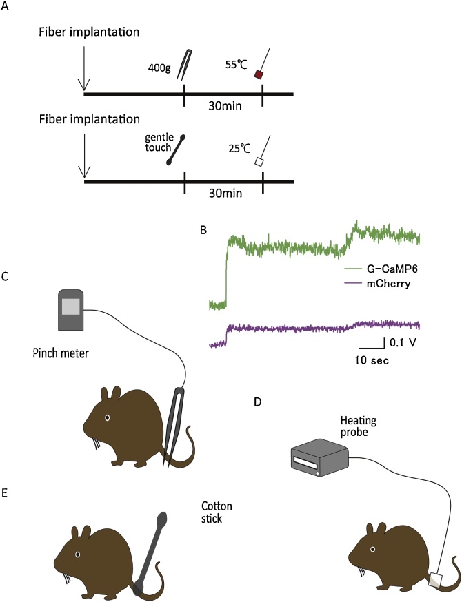 Fig. 2