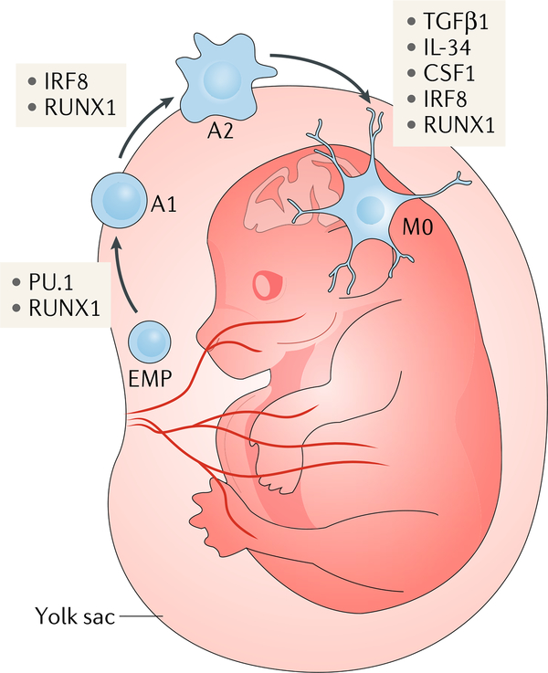 graphic file with name nihms-1588727-f0003.jpg