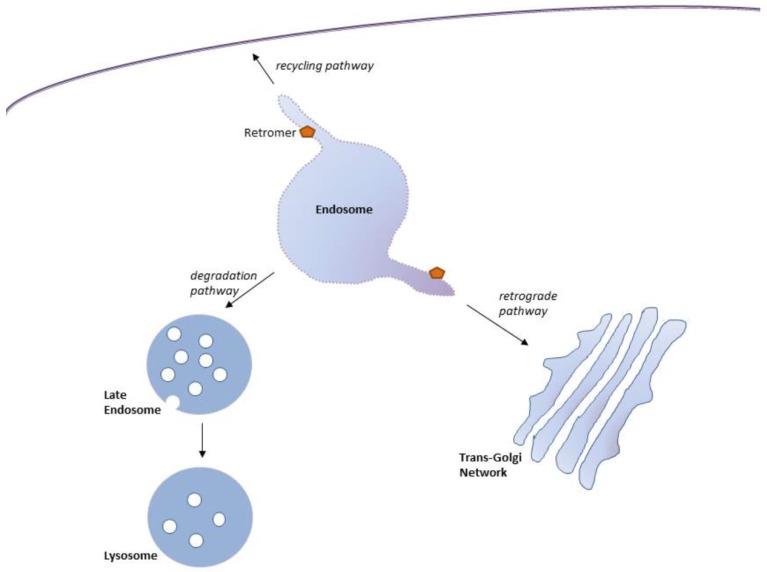 Fig. (1)