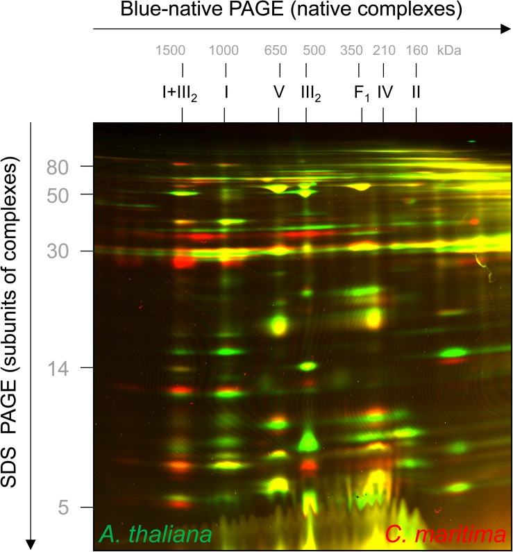 FIGURE 3