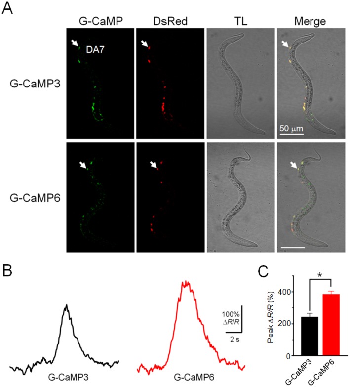 Figure 6