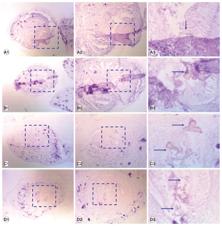 Fig. 1