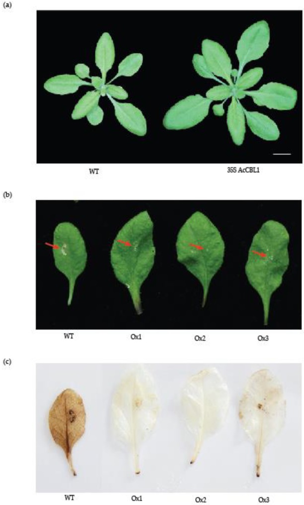 Figure 10