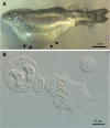 <sc>Fig</sc>. 1