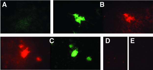 FIG. 2.