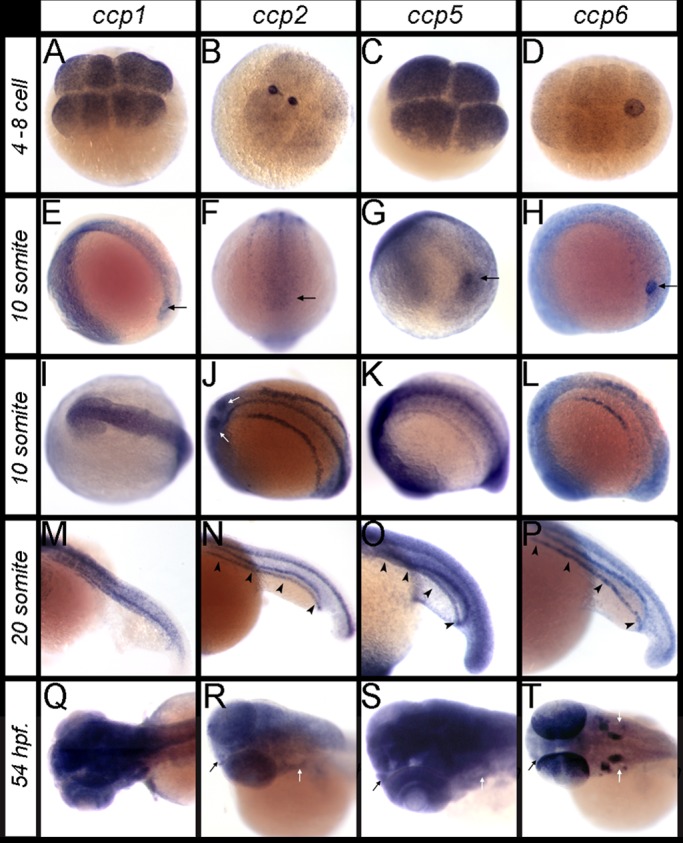 FIGURE 1: