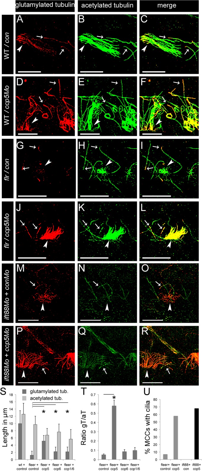 FIGURE 5: