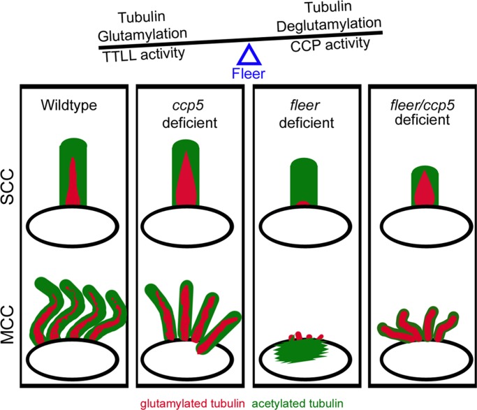 FIGURE 6: