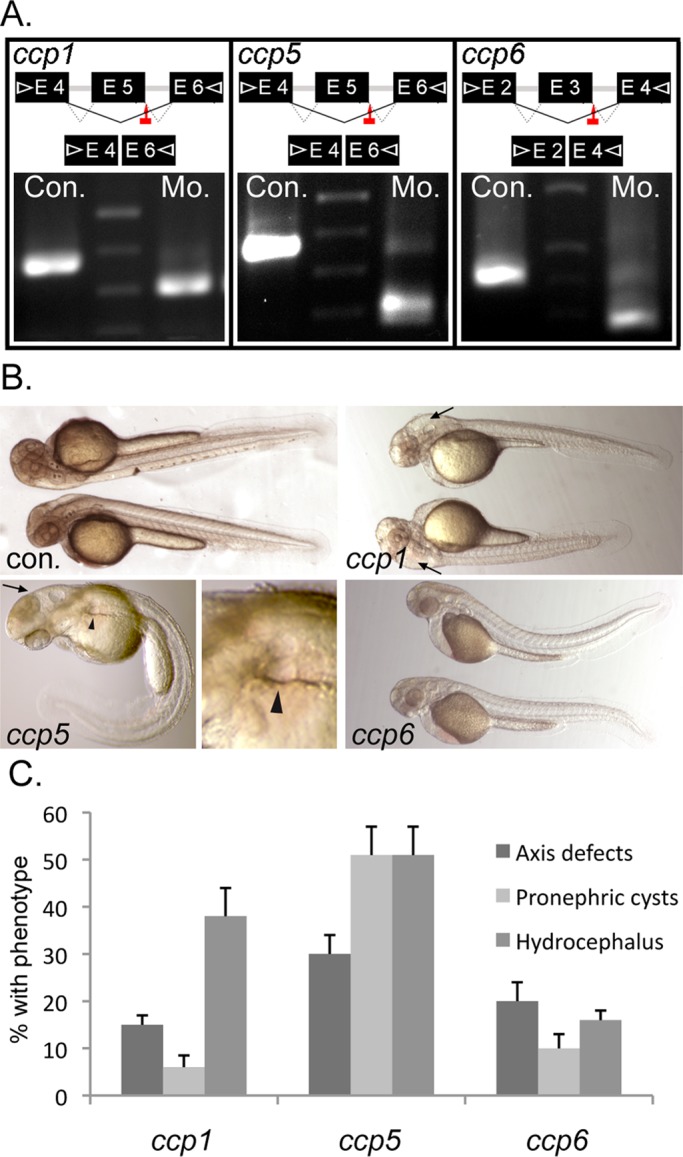 FIGURE 2: