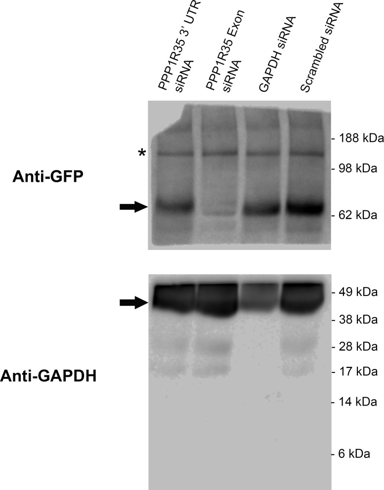 Figure 3—figure supplement 1.